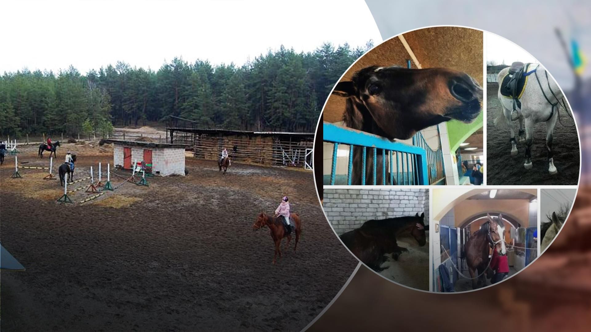 Під Сєвєродонецьком окупанти знищили кінний клуб: усі тварини загинули Під Сєвєродонецьком окупанти знищили кінний клуб: усі тварини загинули