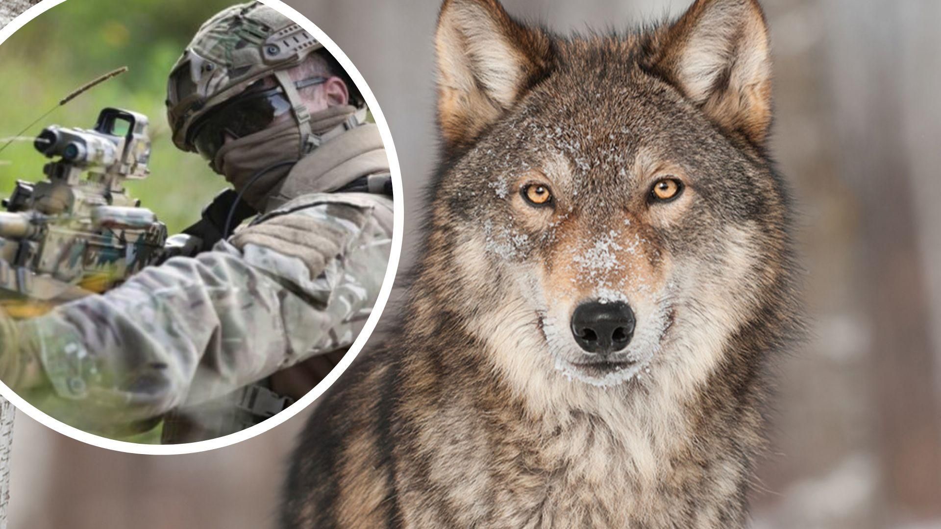 Встретили "побратима": в ССО показали встречу с волком во время боевой операции Встретили "побратима": в ССО показали встречу с волком во время боевой операции