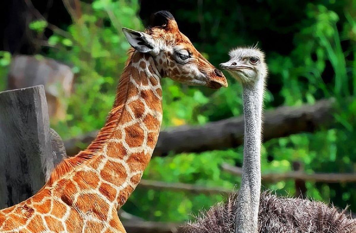 Известную страусиную ферму в Донецкой области разбомбили оккупанты: животные погибли Известную страусиную ферму в Донецкой области разбомбили оккупанты: животные погибли