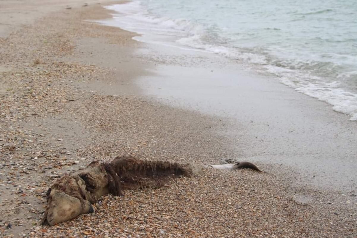 На узбережжі Чорного моря на Одещині знайшли мертвих дельфінів: з початку війни загинули тисячі