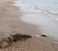 На побережье Черного моря в Одесской области нашли мертвых дельфинов: с начала войны погибли тысячи