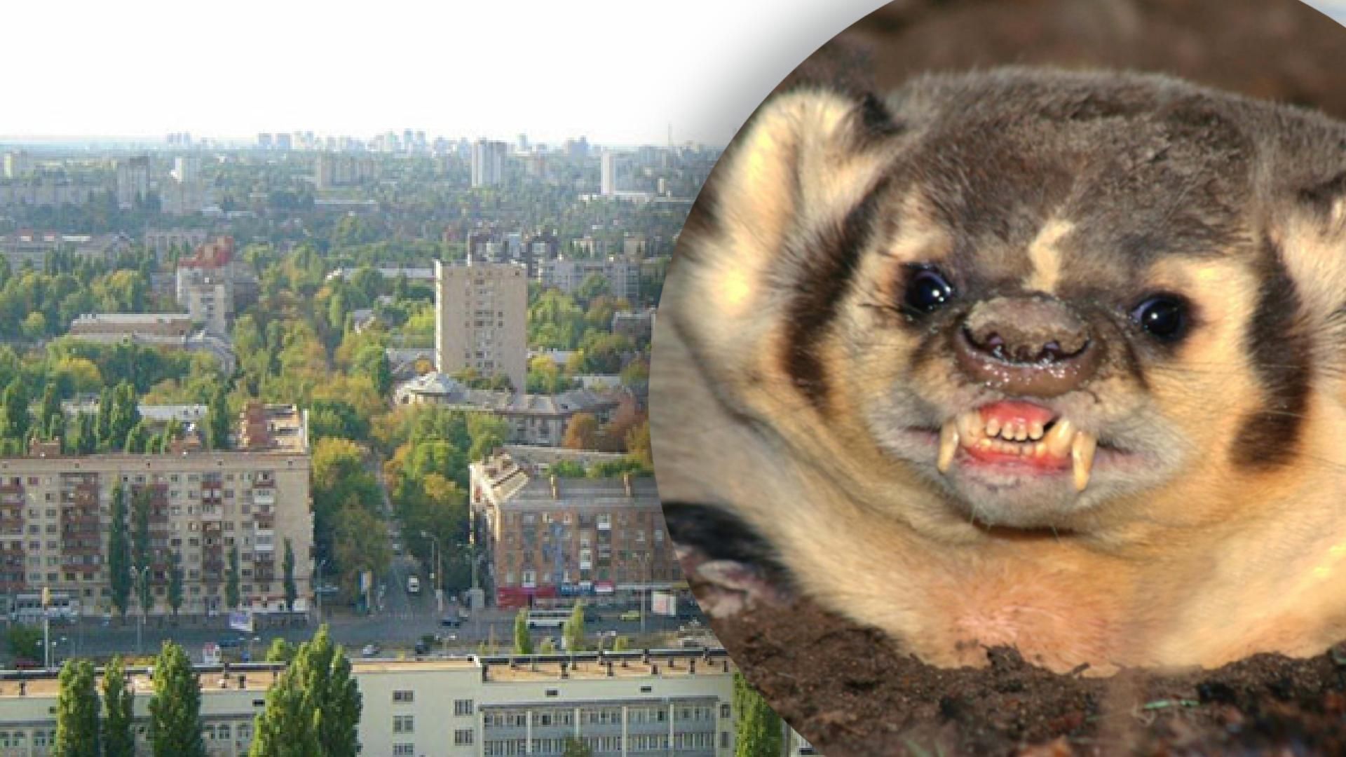 В Киеве зафиксировали бешенство в куницы: Соломенский район – на карантине В Киеве зафиксировали бешенство в куницы: Соломенский район – на карантине