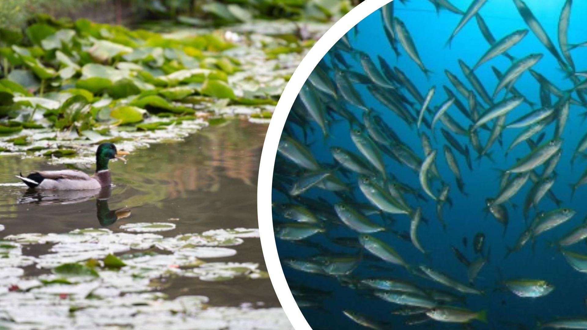 Питання довкілля та клімату Україна приєдналася до програми ЄС Life - 24 Канал Питання довкілля та клімату Україна приєдналася до програми ЄС Life - 24 Канал