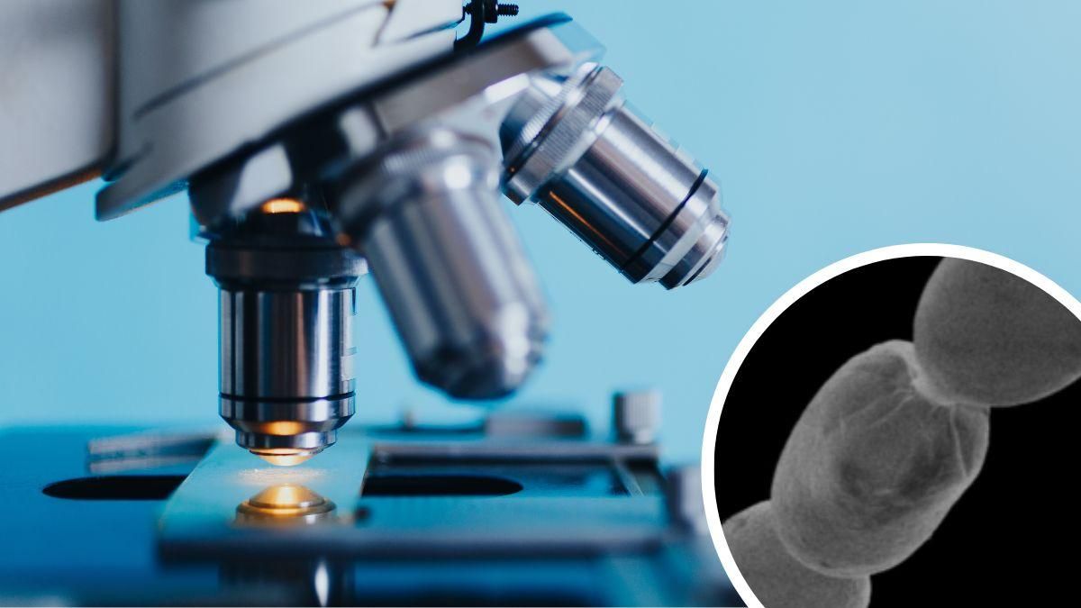 Вчені виявили найбільшу бактерію у світі завдовжки приблизно один сантиметр - Техно Вчені виявили найбільшу бактерію у світі завдовжки приблизно один сантиметр - Техно