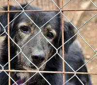 Звинувачують у загибелі 222 собак: волонтери вимагають звільнити керівницю притулку в Бородянці
