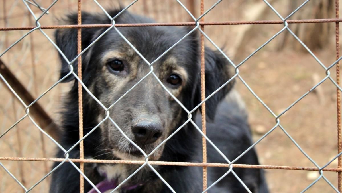 Зоозахисники вимагають звільнити керівницю притулку для собак у Бородянці