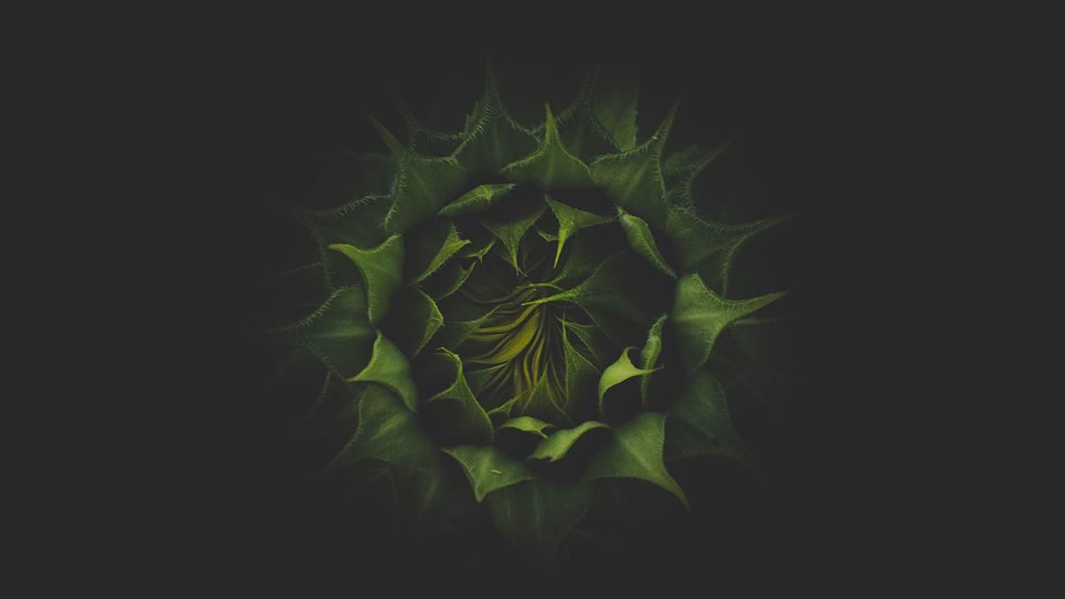 Ученые изобрели способ выращивания растений в полной темноте - Техно Ученые изобрели способ выращивания растений в полной темноте - Техно