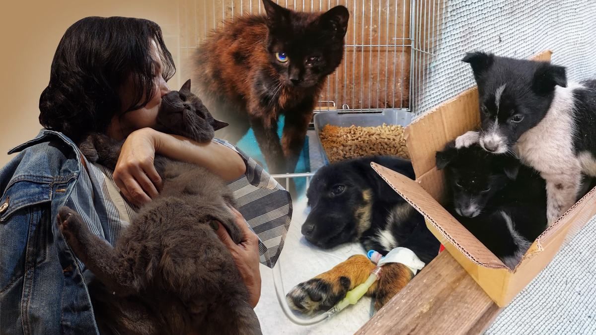 Коли чують, що маю 160 котів – дивуються: зооволонтерка розповіла про Діснейленд для хвостиків Коли чують, що маю 160 котів – дивуються: зооволонтерка розповіла про Діснейленд для хвостиків