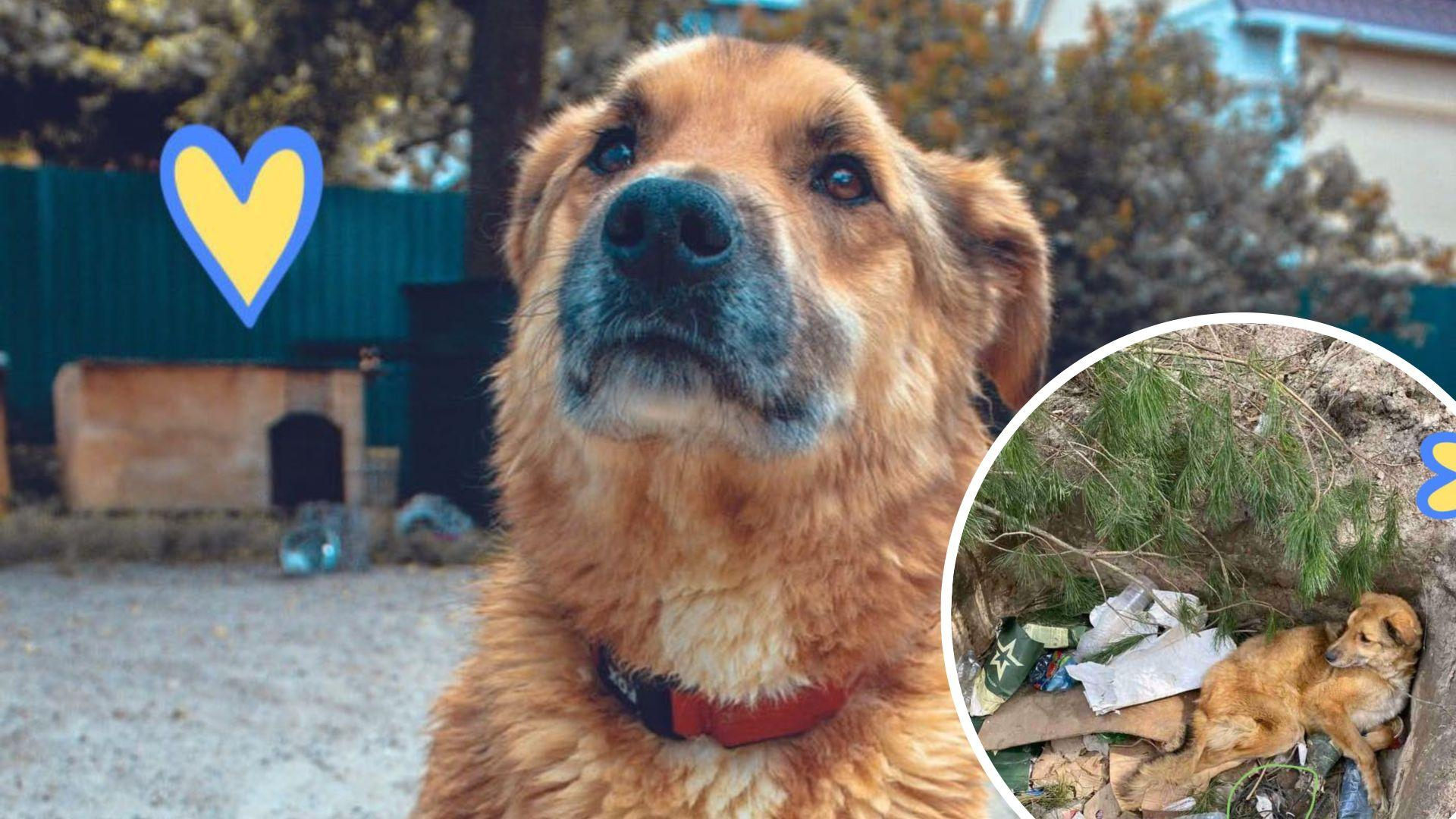 Російські військові побили й замінували собаку на Київщині - тварину врятували