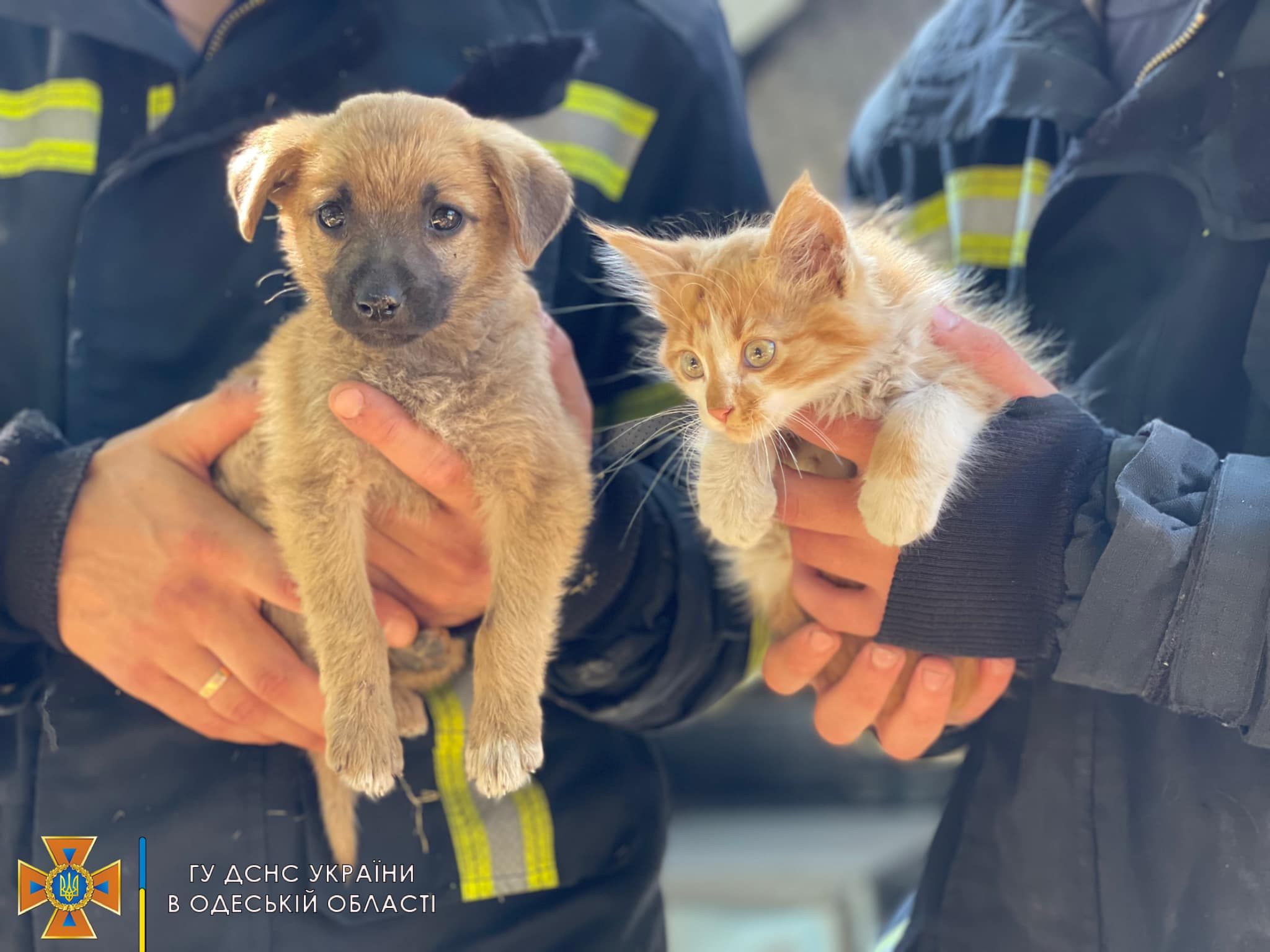Спасенные животные во время ракетных обстрелов Одесщины Спасенные животные во время ракетных обстрелов Одесщины