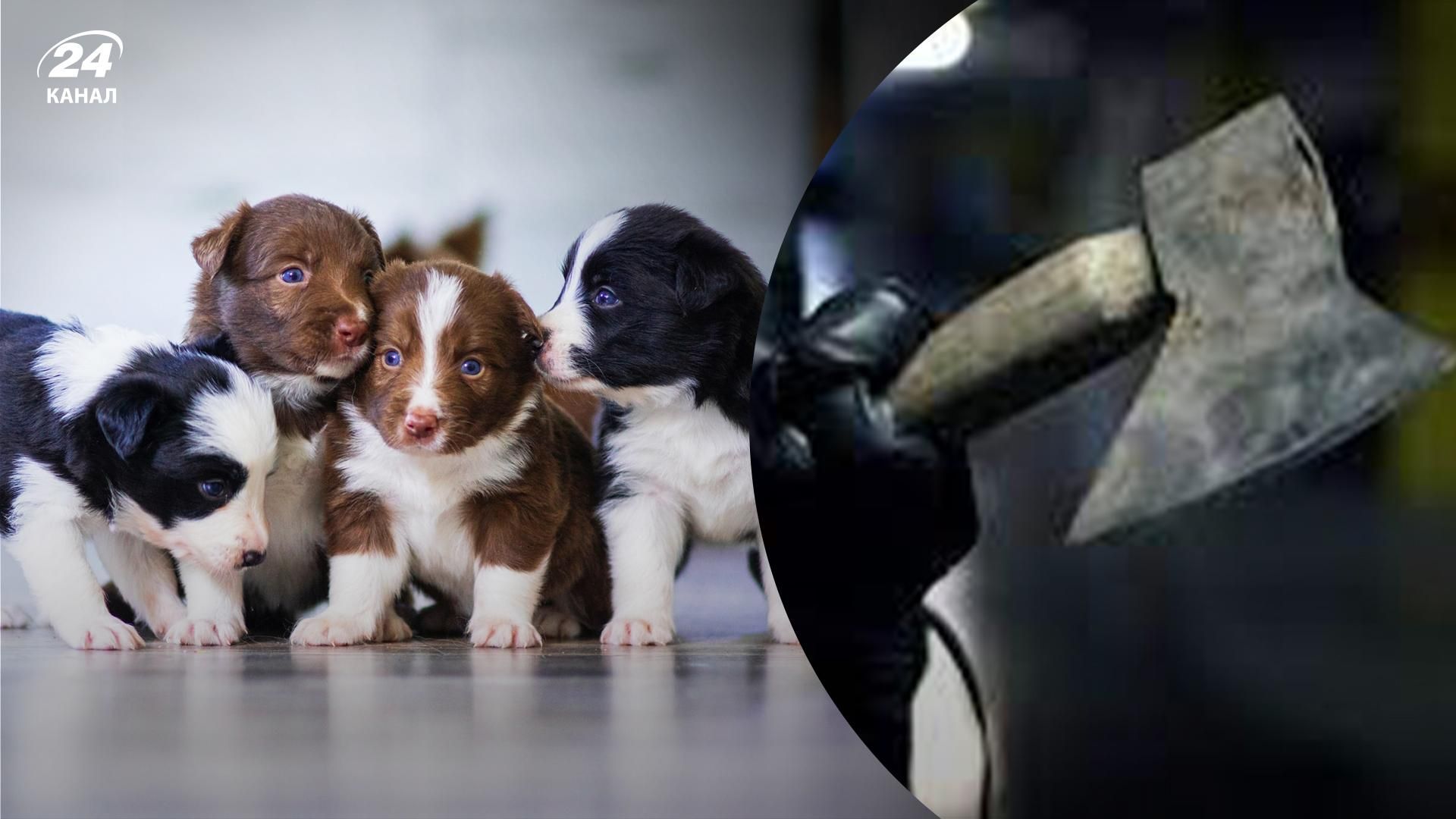 Под Одессой 19-летний живодер замучил животных Под Одессой 19-летний живодер замучил животных