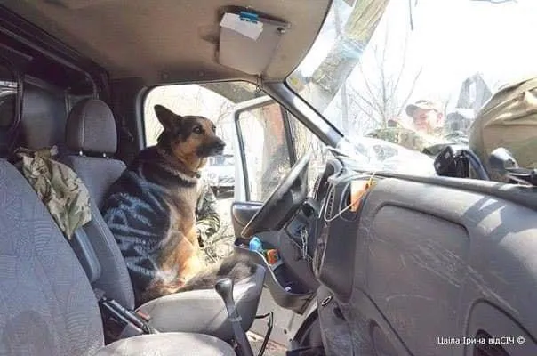 Мир животных Собаки Пески Война ВСУ Мир животных Собаки Пески Война ВСУ