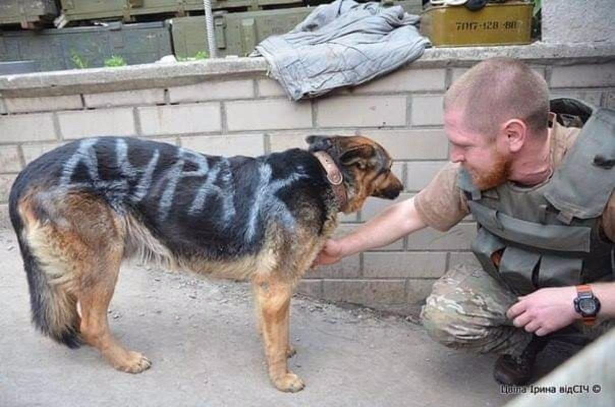 ВСУ спасли собаку, над которой издевались россияне