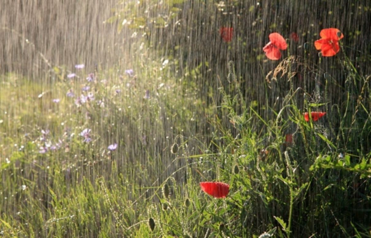 Прогноз погоди в Україні 9 липня – погода у Києві, Львові, Одесі та інших містах - 24 Канал Прогноз погоди в Україні 9 липня – погода у Києві, Львові, Одесі та інших містах - 24 Канал