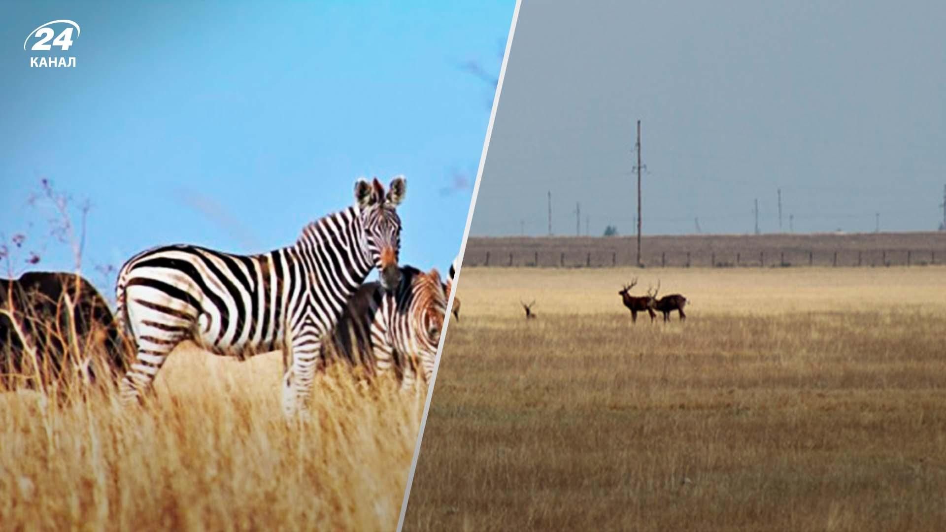 Окупанти захопили інститут тваринництва Асканія-Нова - що відомо Окупанти захопили інститут тваринництва Асканія-Нова - що відомо