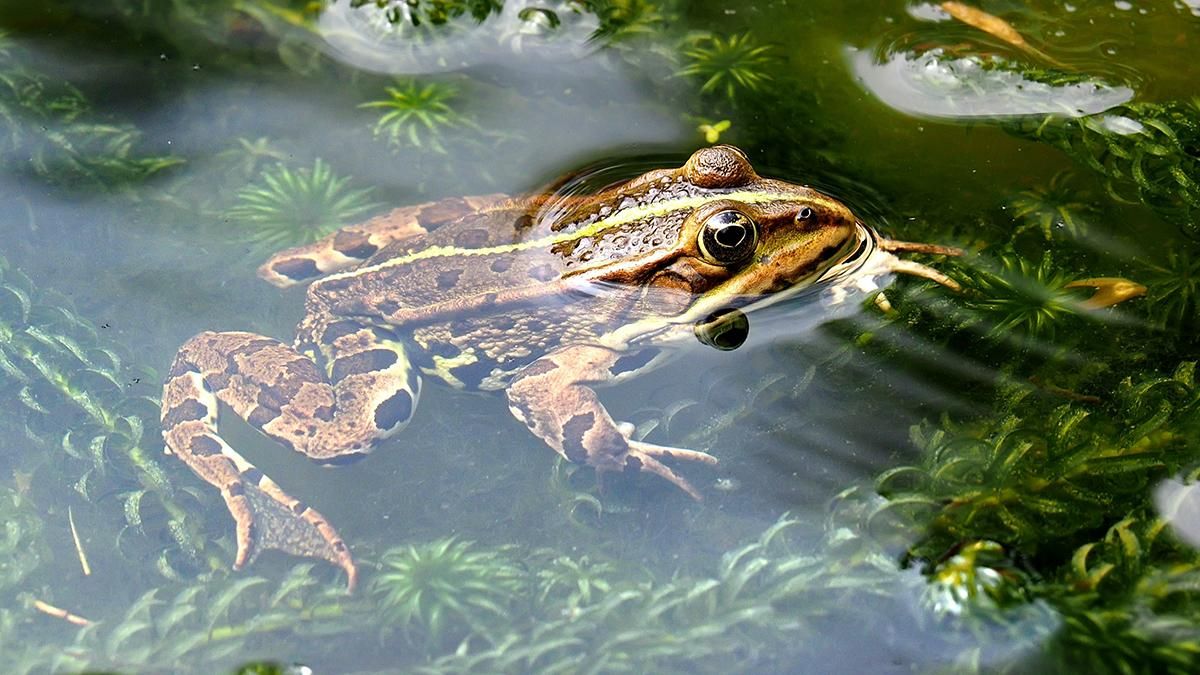 Біологи нажахані діями тіктокера, який створює армію з мільйонів жаб заради слави - Техно