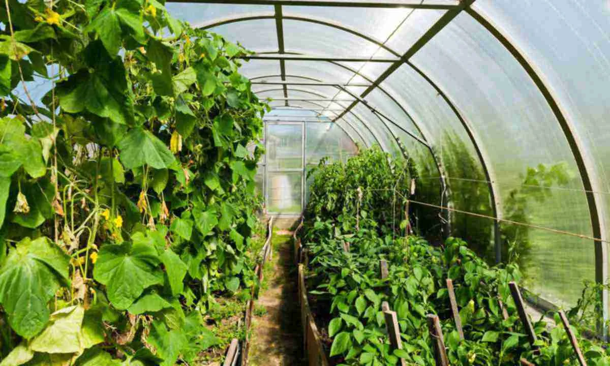 Огурцы Огурцы