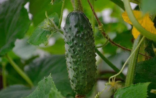 Полив огурцов Полив огурцов