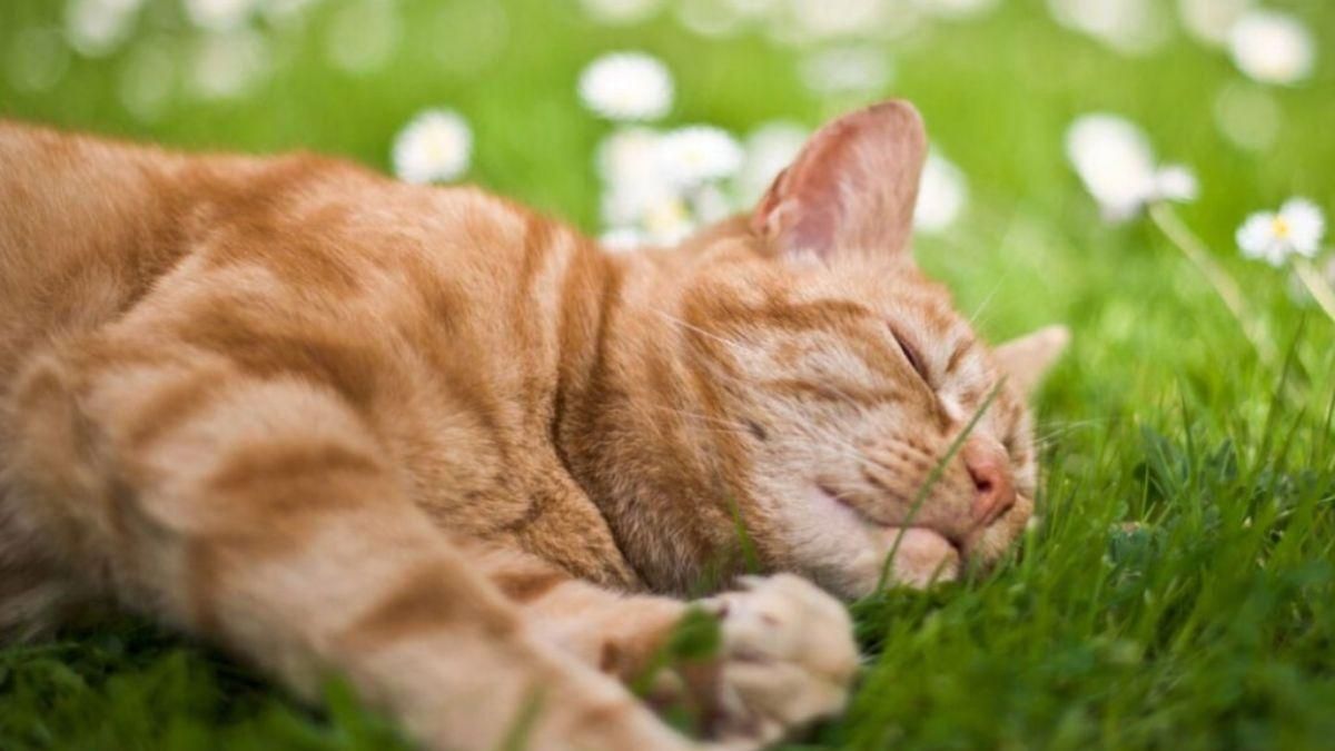 Какая погода будет 16 июля 2022 года - прогноз синоптиков - 24 Канал Какая погода будет 16 июля 2022 года - прогноз синоптиков - 24 Канал