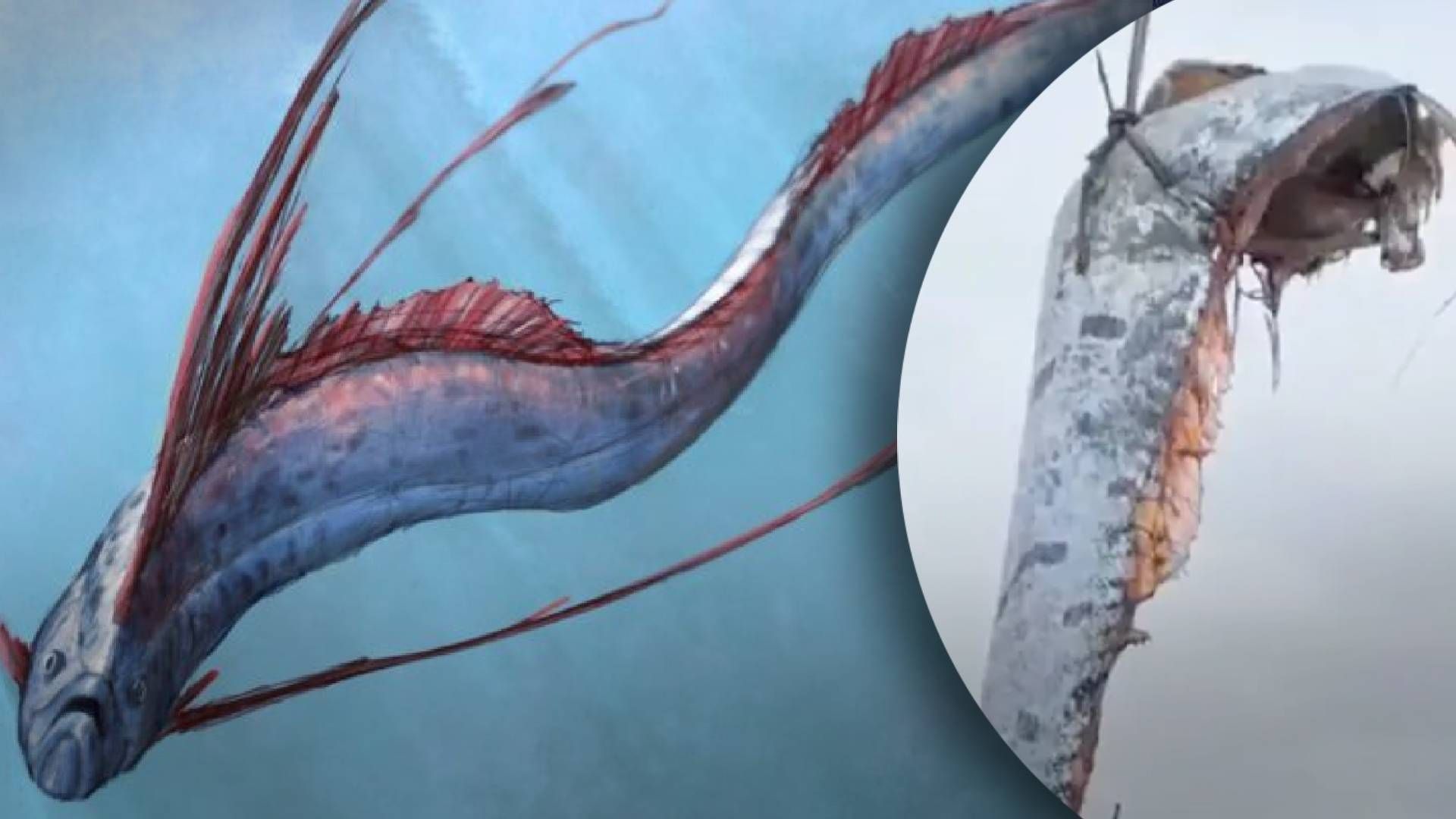 В Чили выловили предвестника катастроф - все о короле сельди В Чили выловили предвестника катастроф - все о короле сельди