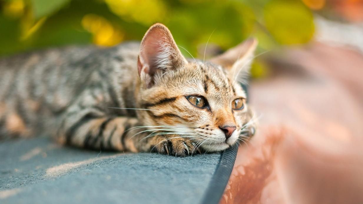 Прогноз погоди в Україні 19 липня – погода у Києві, Львові, Одесі та інших містах Прогноз погоди в Україні 19 липня – погода у Києві, Львові, Одесі та інших містах