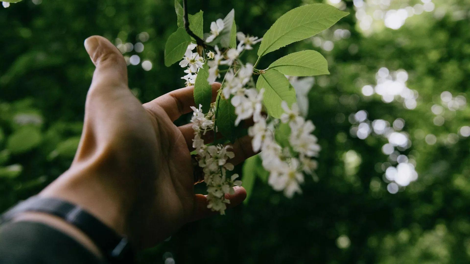 Черемха Черемха