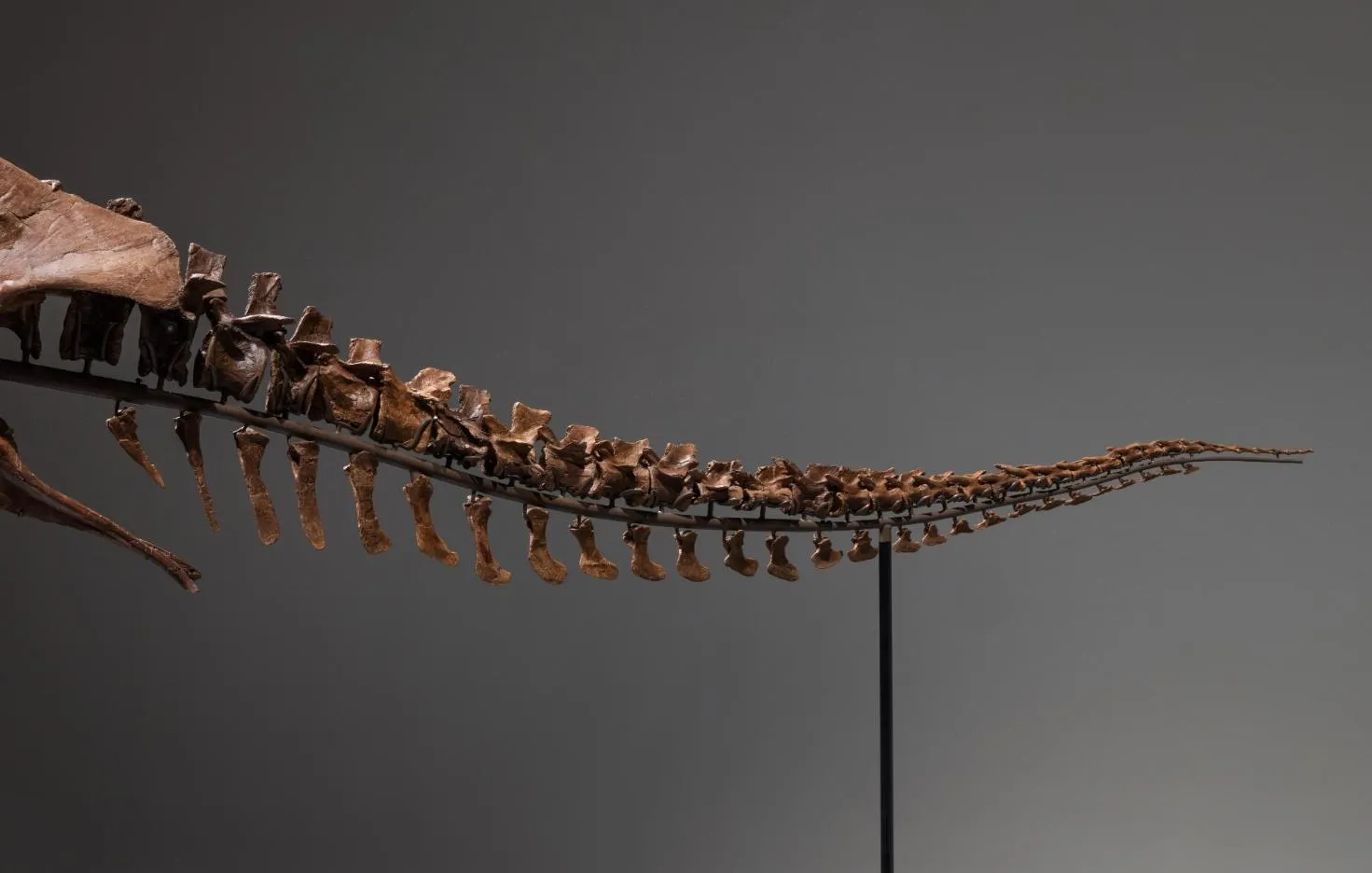 Скелет гігантського горгозавра продають на Sotheby's