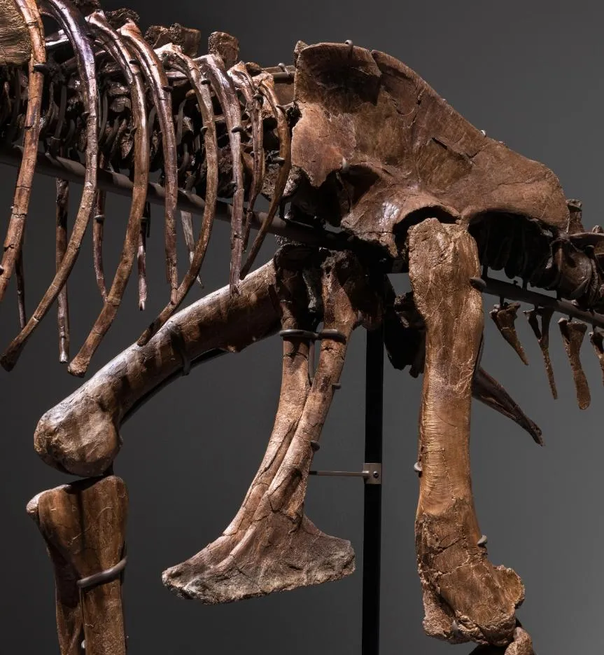 Скелет гигантского горгозавра продают на Sotheby's