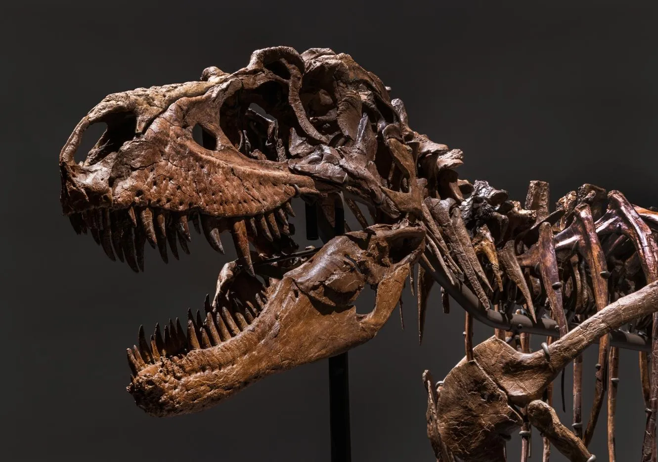 Скелет гигантского горгозавра продают на Sotheby's
