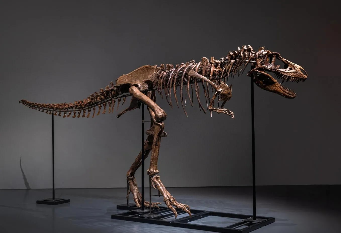 Скелет гігантського горгозавра продають на Sotheby's