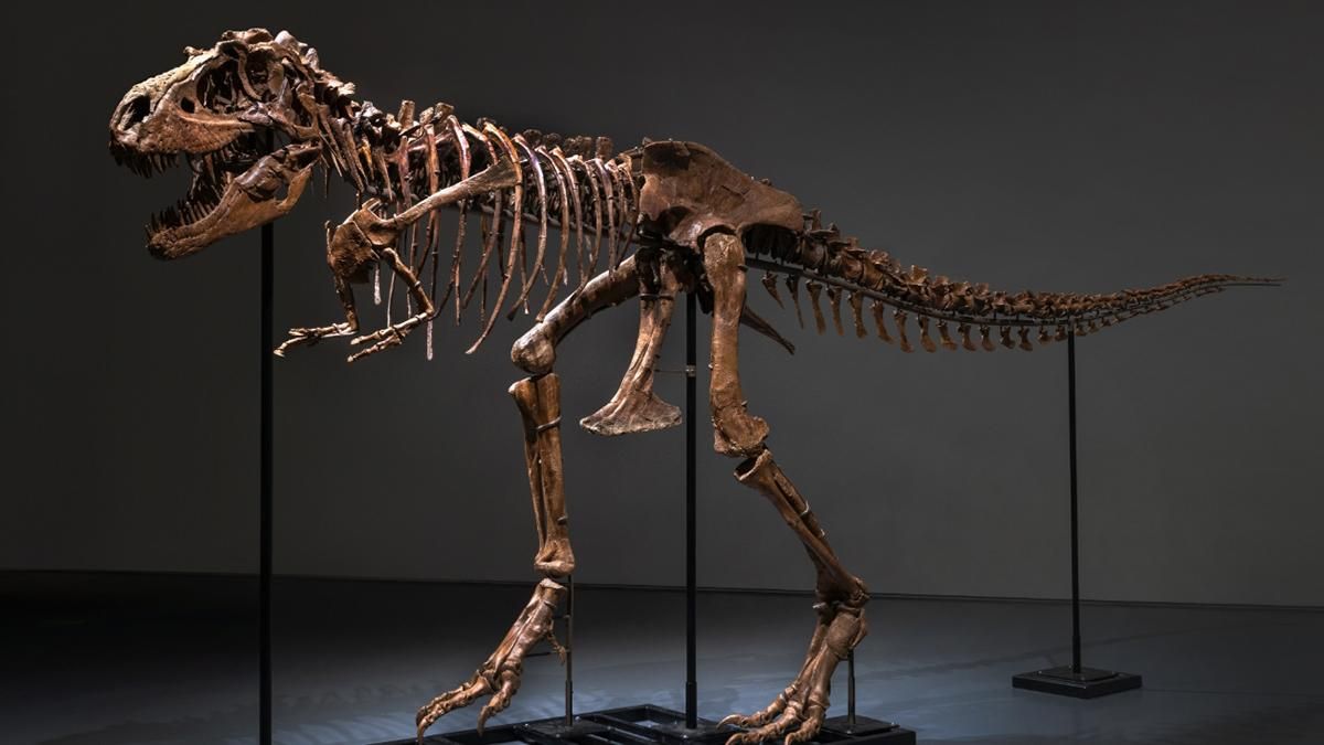 На Sotheby's продают скелет гигантского горгозавра в возрасте 77 миллионов лет - Техно