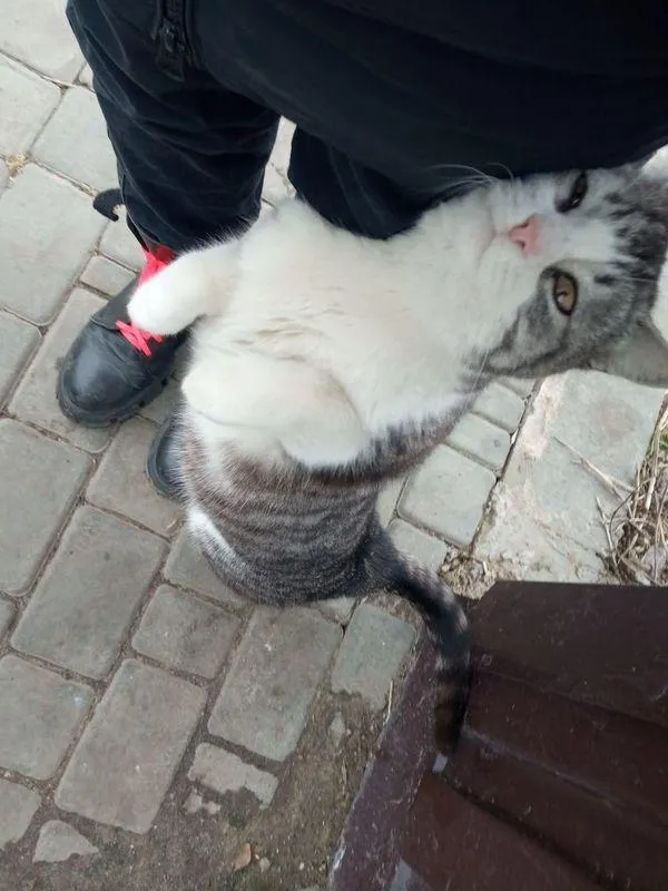 Кошка, которую Дария прятала с собой в укрытии Кошка, которую Дария прятала с собой в укрытии