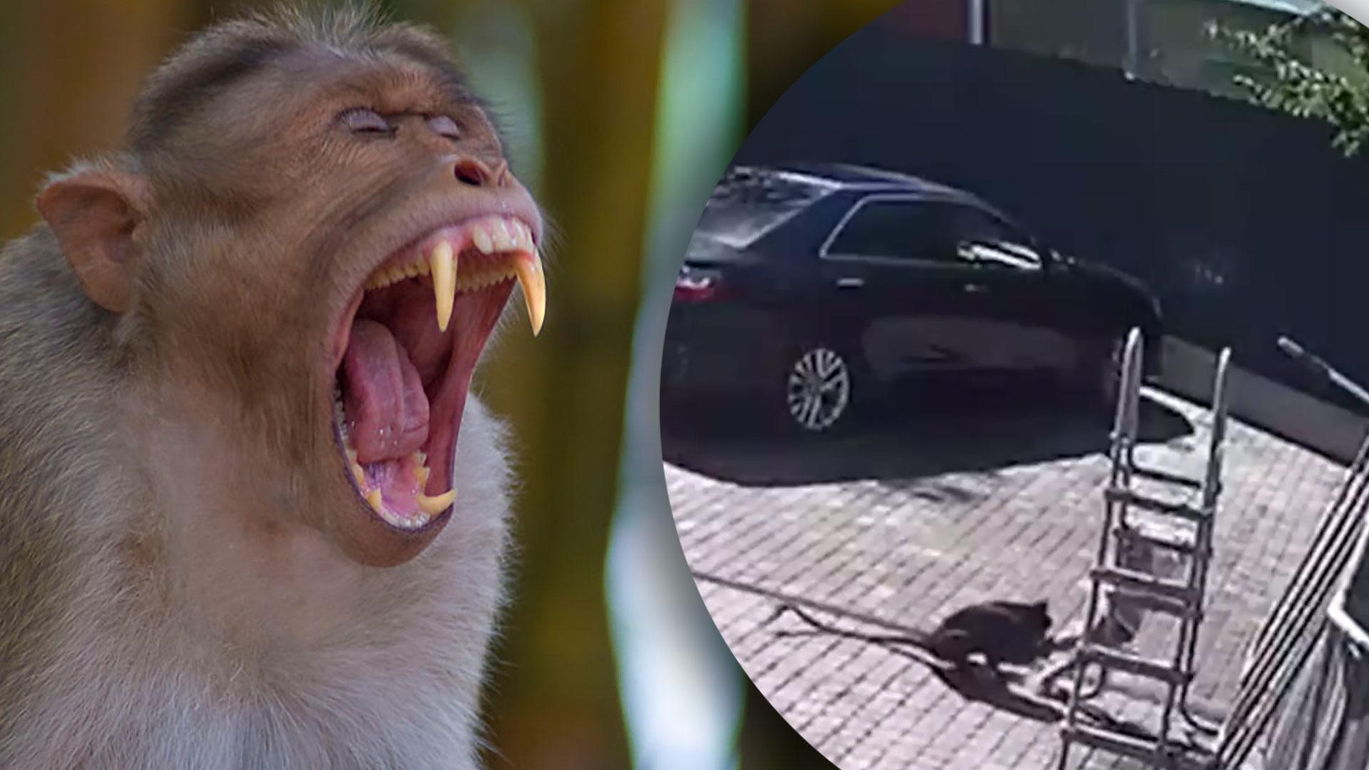 Мавпа напала на дитину в Підмосков'ї - відео