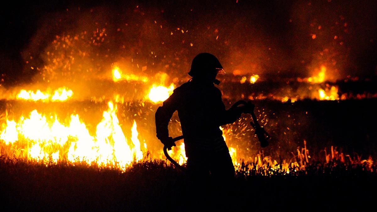Компанія, що висаджує дерева для компенсації викидів вуглецю, спричинила лісову пожежу - Техно