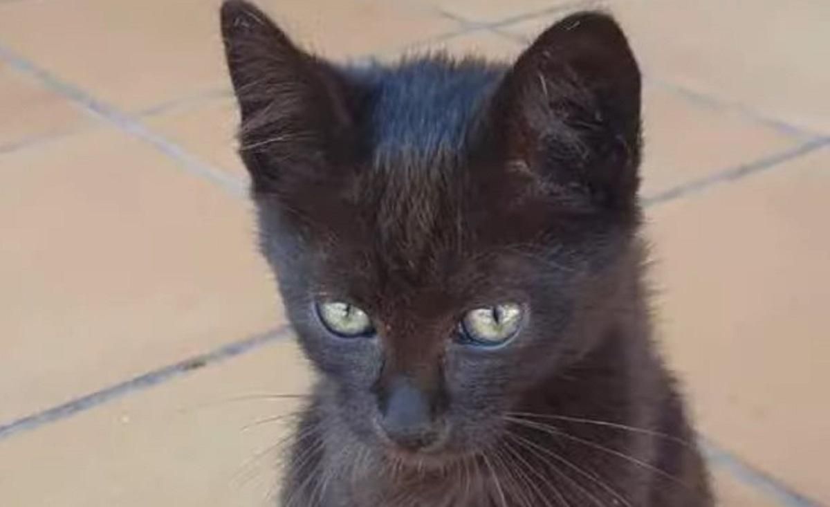 Арестович показав кота зі Зміїного Арестович показав кота зі Зміїного