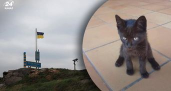 Врятований кіт зі Зміїного отримав ім'я та тепер житиме у Києві