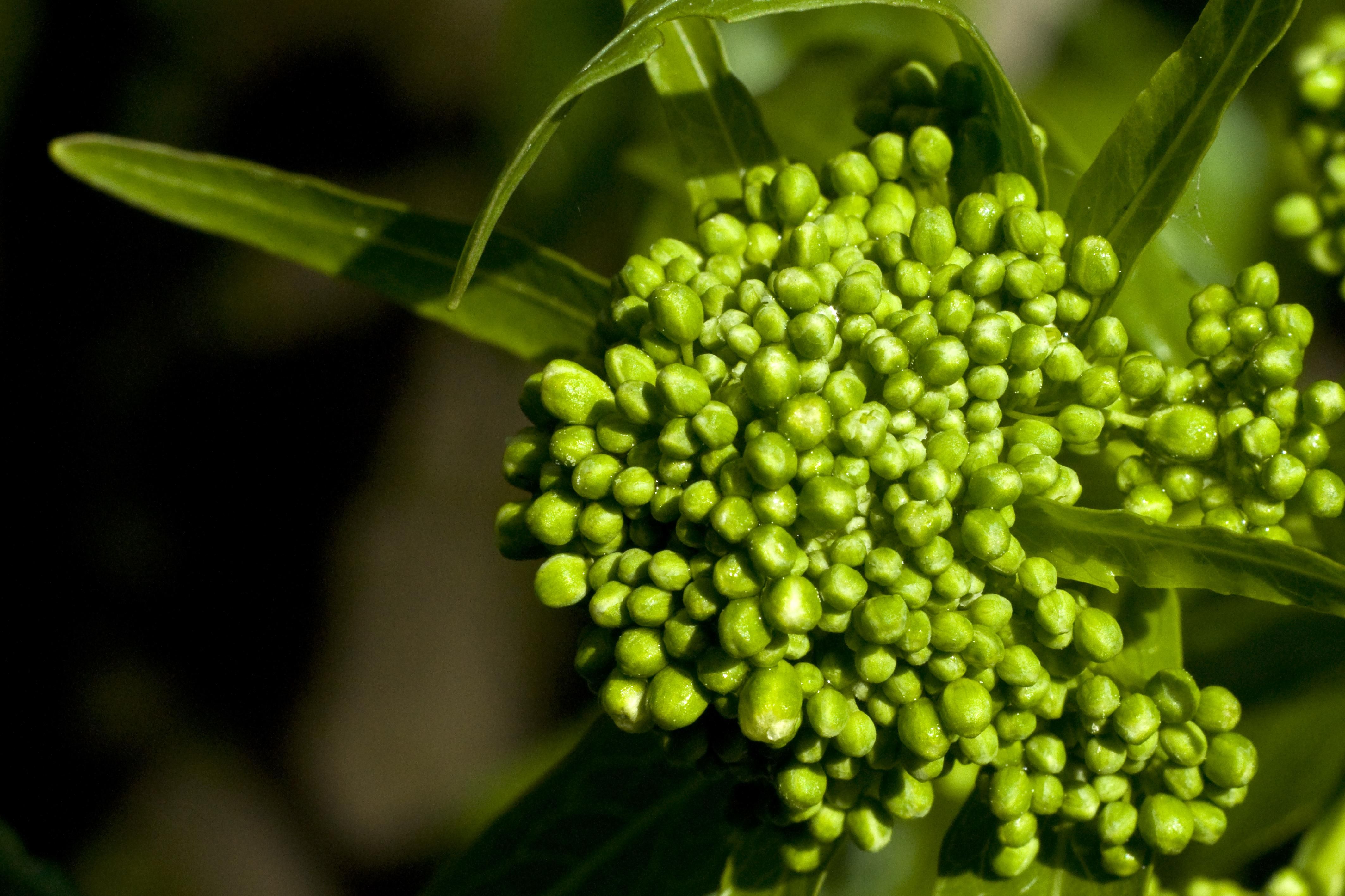 На Заході України в неділю буде прохолодно На Заході України в неділю буде прохолодно