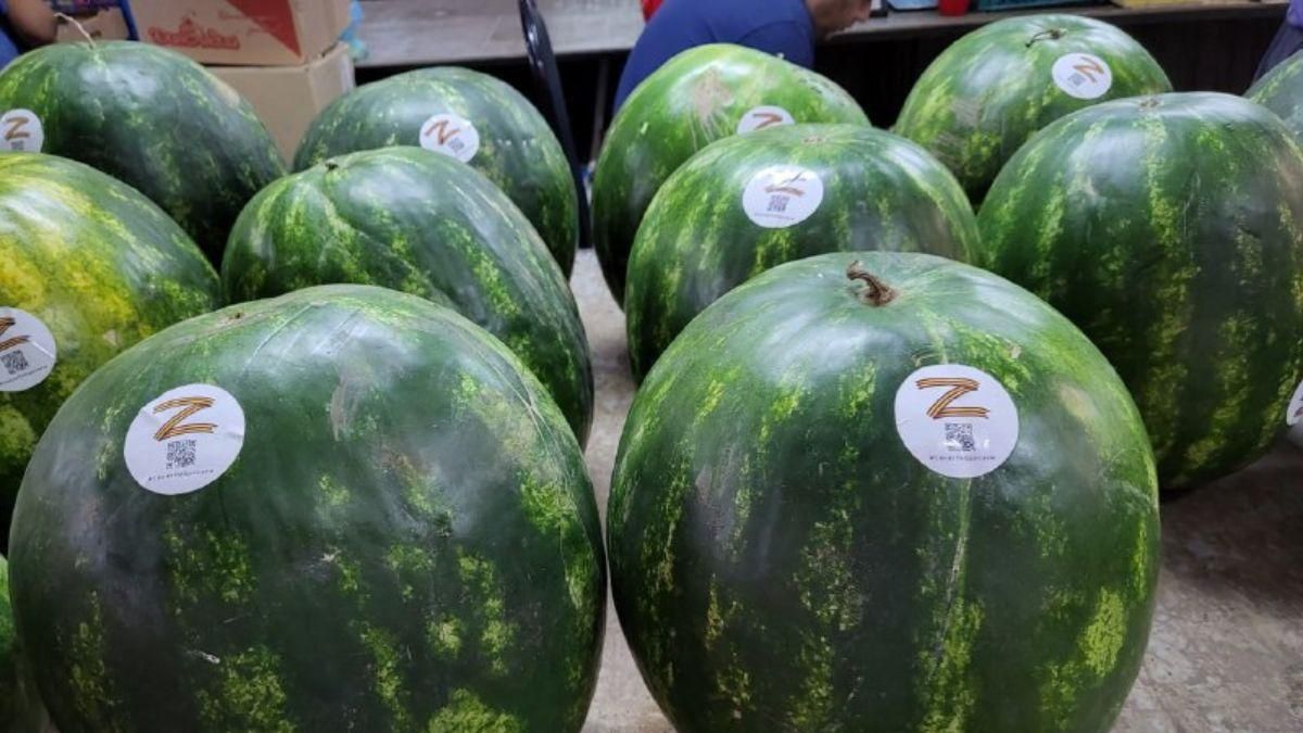 У Росії вже почали продавати кавуни з окупованого Херсона - фото - 24 канал У Росії вже почали продавати кавуни з окупованого Херсона - фото - 24 канал