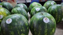 С наклейкой Z: в россии уже начали продавать арбузы из оккупированного Херсона