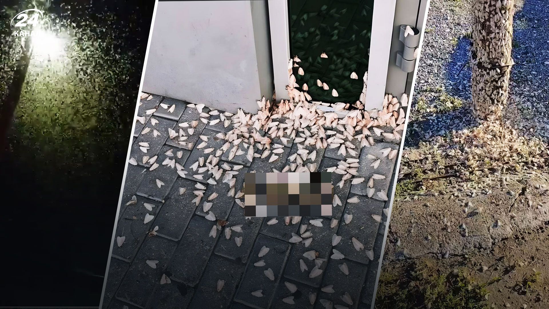 Нашествие бабочек в ульяновской области россии Нашествие бабочек в ульяновской области россии