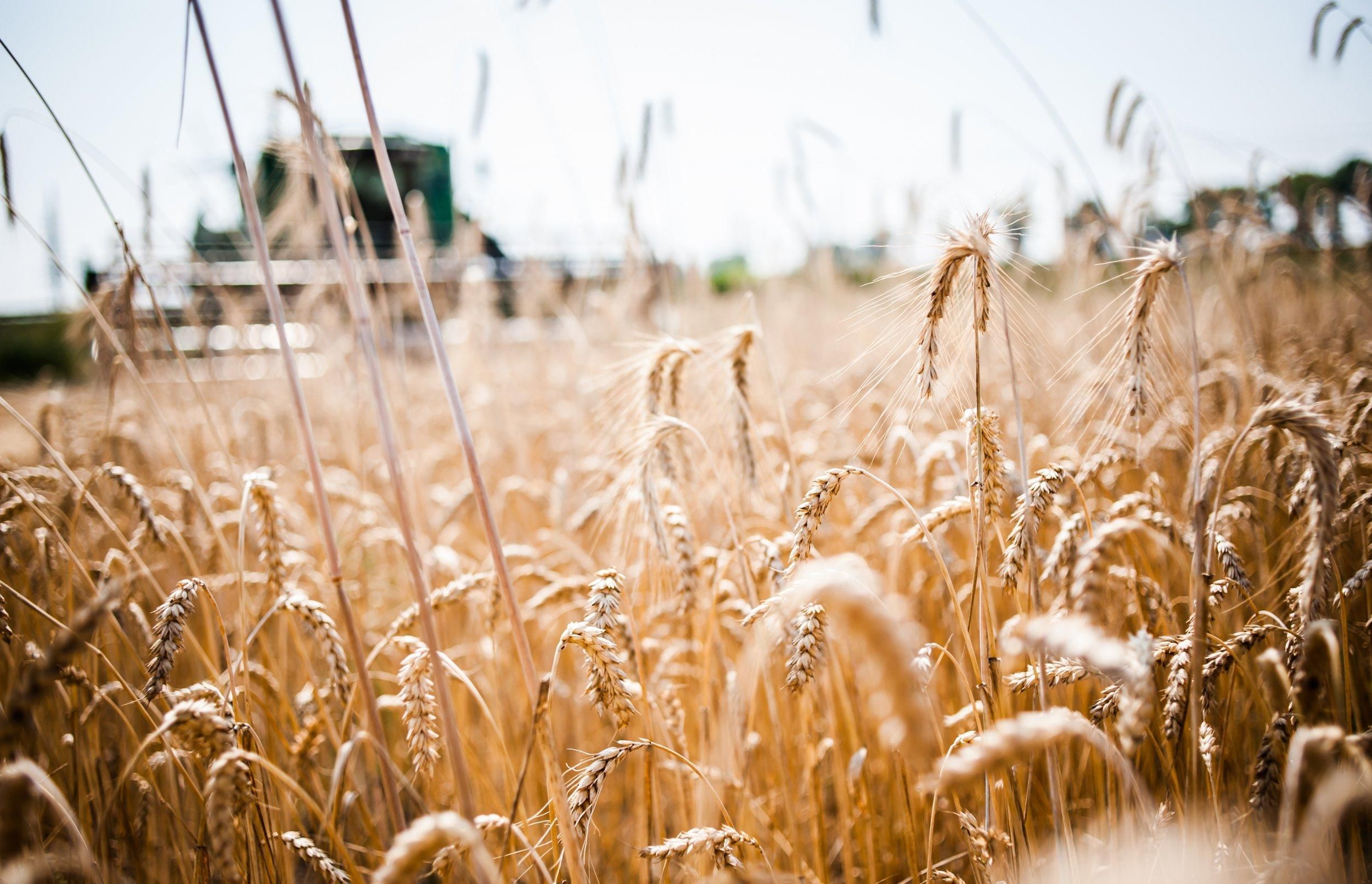 Запасів пшениці в України вистачить на кілька років - взимку можуть з'явитись проблеми - 24 Канал