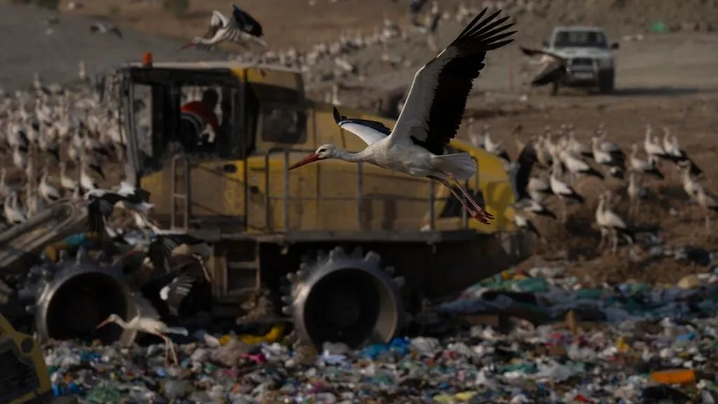 Білі лелеки на сміттєзвалищах Іспанії Білі лелеки на сміттєзвалищах Іспанії
