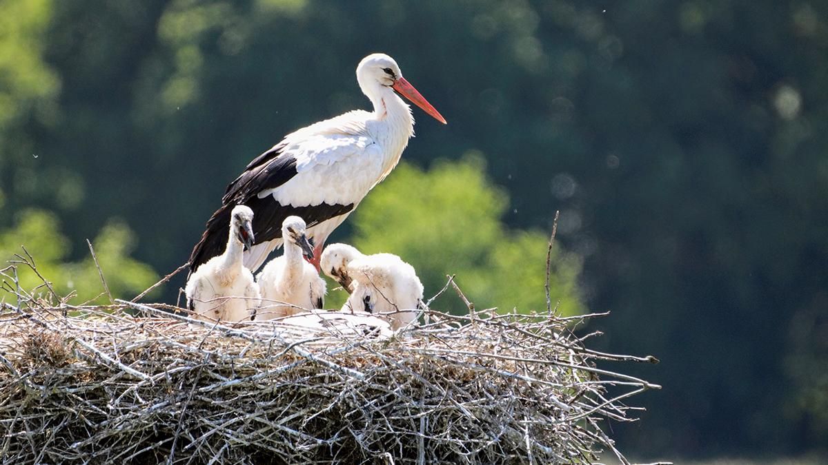 Аисты перестали мигрировать в Африку и живут на свалках Испании - Техно Аисты перестали мигрировать в Африку и живут на свалках Испании - Техно