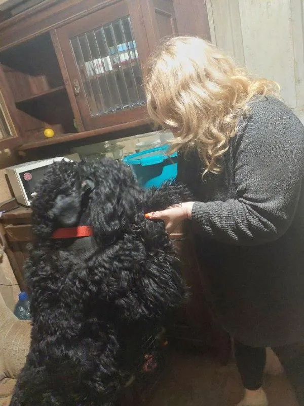 6 собак 6 собак