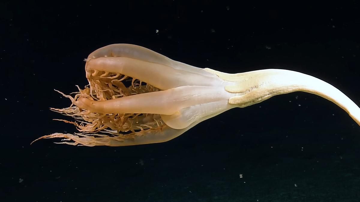 Вчені знайшли десятки невідомих раніше істот на дні Тихого океану - Техно Вчені знайшли десятки невідомих раніше істот на дні Тихого океану - Техно