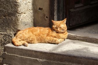 В Украине солнечно, грозы придут в несколько областей: прогноз погоды на 29 июля