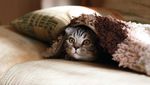 Неприємності трапляються: як вивести запах котячої сечі з меблів у домашніх умовах