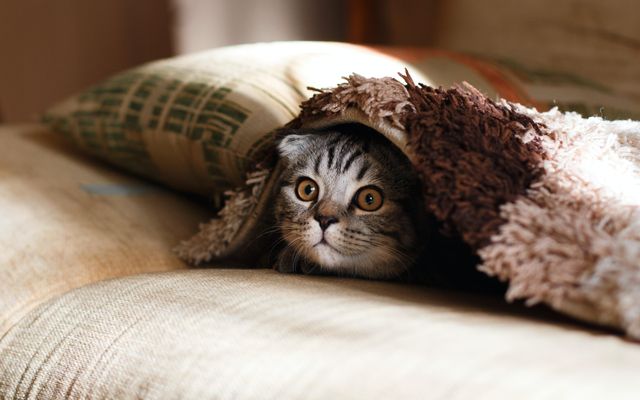 Устранить запах кошачьей мочи с дивана