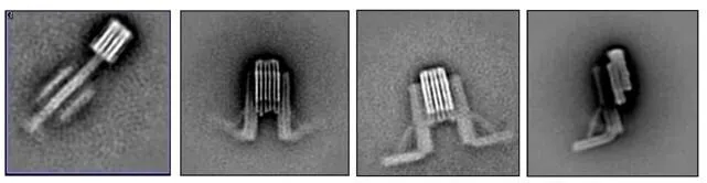 Наноробот из ДНК Наноробот из ДНК