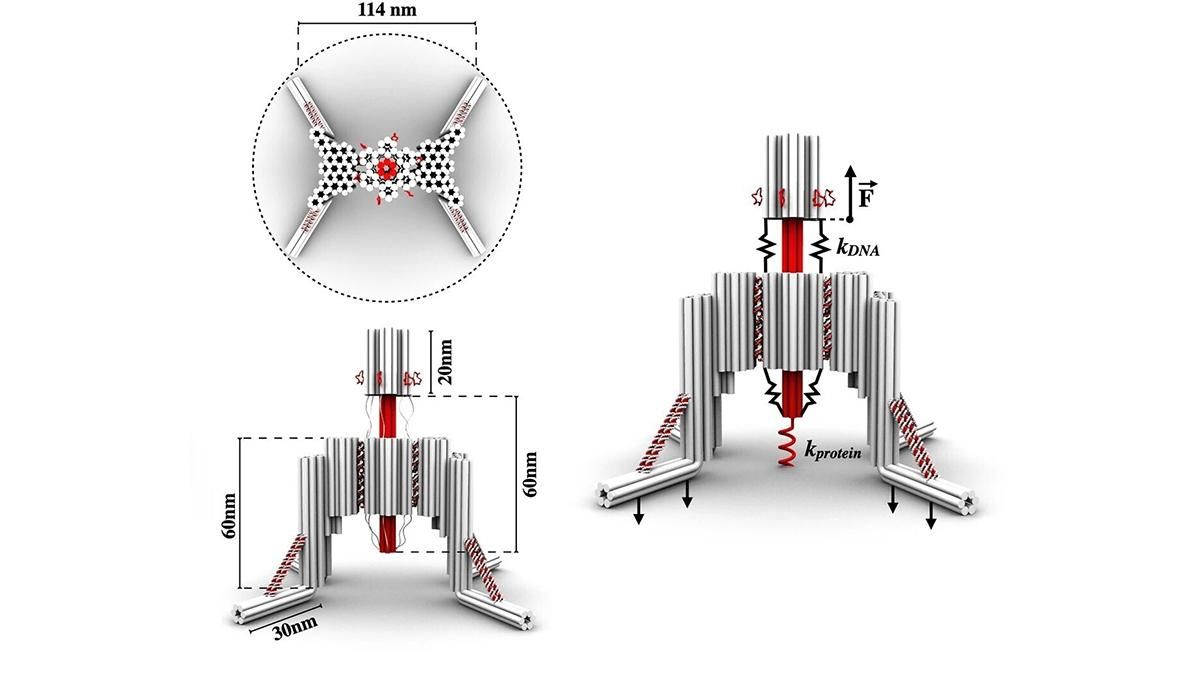 Микроробот, созданный на основе ДНК, сможет исследовать вирусы и патогены - Техно Микроробот, созданный на основе ДНК, сможет исследовать вирусы и патогены - Техно